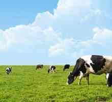 Ефективни антибиотици за мастит при крави