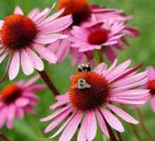 Ехинацея: цветя на красиво растение укрепват имунитета