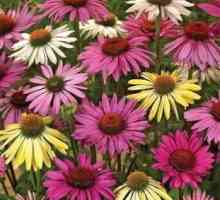 Ехинацея - цветя, които имат декоративни и лечебни свойства