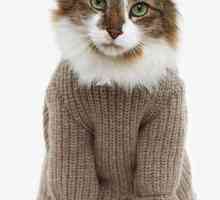 Изключителни дрехи за котки: можете да създадете истински шедьовър от себе си!