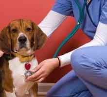 Екзема при кучета: описание, причини и характеристики на домашното лечение