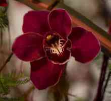 Екзотична червена орхидея
