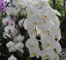 Екзотично цвете на phalaenopsis: как да се грижим за това чудо, за да се радва с красотата си?