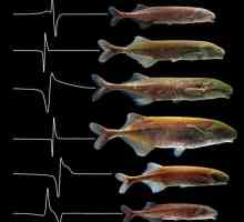 Електрически риби: списък, характеристики и интересни факти