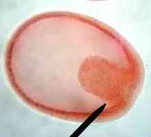 Ембриологията е ... Историята на ембриологията