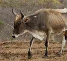 Ендометрит при крави: симптоми и лечение