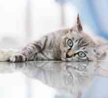 Еозинофилен гранулом при котки: описание, възможни причини и характеристики на лечението