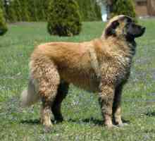 Eshterlian Shepherd Dog или португалско планинско овчарско куче: описание на породата