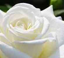 Какво дават бели рози и какво означават те?