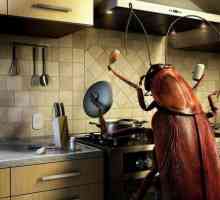 Какви са хлебарките в апартамента? Знакът не е съгласен с правилата за саниране