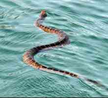 Какво видяха змиите във водата? Тълкуването на съня ще бъде обяснено