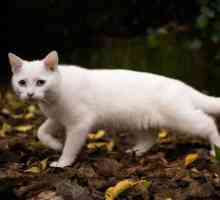 Защо мечтаете за бяла котка? Тълкуване на мечтите
