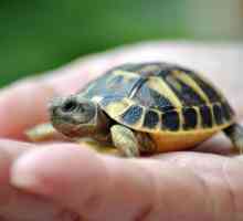 Защо костенурката мечтае? Дръжте костенурката в ръцете си в сън. Тълкуване на мечтите