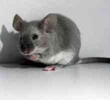 Защо мечтаете за малко сива мишка? Как изглежда мишката?