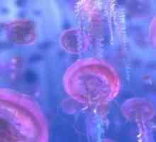 Защо една медуза мечта? Парите обещават ли или рушат?