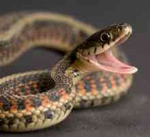 Защо змията мечтае да хапе или да иска да бърза?