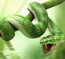 Защо змията мечтае за мъж? Значението и интерпретацията на една мечта