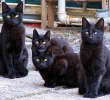 Защо мечтаят черни котки - това е лесно да се досетите