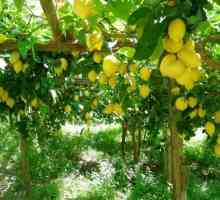 Какво мечтаят лимоните?