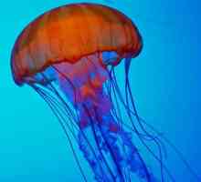 Какво представляват медузите? Какви опасности предупреждават мистериозните обитатели на морските…