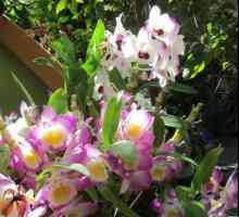 Защо орхидеите? Какво означава най-чистата красота?
