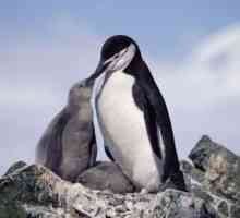 Каква е мечтата на пингвините (във водата, на плажа)? Как изглежда пингвинът бременна?