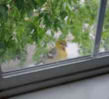 Какво птица почука на прозореца? Ще разберем!