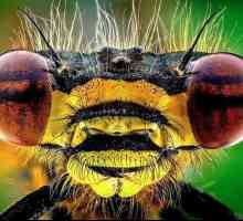 За насекоми с пълна трансформация са всички същества?