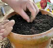 Качествена почва за разсад: характеристики, състав и препоръки