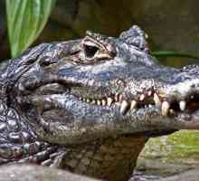 Кайман е представител на семейството на алигатора. Снимка и описание