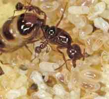 Как да се справят с мравки в къщата?