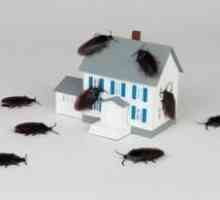 Как да се справят с хлебарки в апартамент фолк средства за защита? Добър съвет