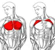 Как бързо да помпате гърдите си: най-добрата програма за обучение