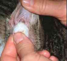 Как да почистите ушите на котенца: инструкция за грижа собственици