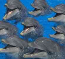 Как спит делфините? Истината и басните за мечтата на делфините