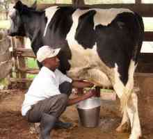 Как да мляко крави? Технология на доятното ръчно и оборудване