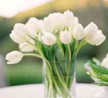 Колко дълго да запазите лалетата във ваза: начини да удължите живота на цветята в букет