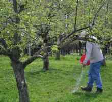 Как трябва да се извършва храненето на ябълкови дървета?