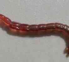 Как да се съхранява bloodworms: тайните на опитни рибари