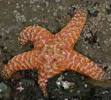 Как и кога ядат морските звезди: характеристики, описание и интересни факти