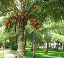 Как и къде растат кокосовите орехи?