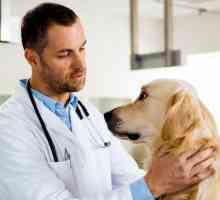 Как и къде да направим рентгеново изследване на куче?
