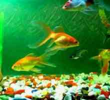 Как и колко пъти да се хранят рибите в аквариума?