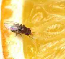 Как да се отървете от Drosophila: безопасни и ефективни начини