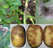 Как да се отървем от фитофтората върху картофите? Причини и методи на борба