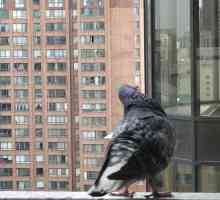 Как да се отървете от гълъбите на балкона: съвети