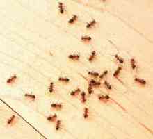 Как да се отървете от малки мравки в апартамент завинаги?