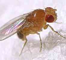 Как да се отървете от плодни мухи в апартамент: ефективни начини и методи