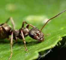 Как да се отървете от мравки в градината. Добър съвет