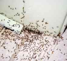 Как да се отървете от мравки във ваната? Има решение!